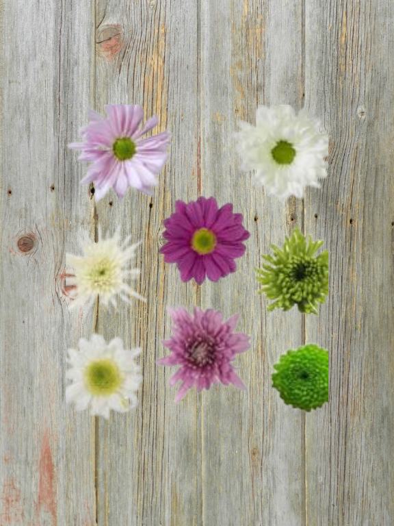 SPRING PACK 2026 ASSORTED CDN POMPONS